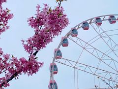 -顾村公园