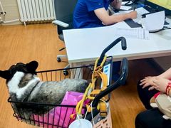 -北京观赏动物医院·24小时大型综合·猫专科·异宠专科