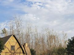 -合肥滨湖国家森林公园