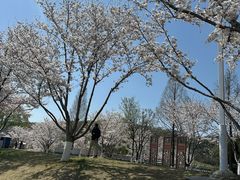 -羊山湖公园