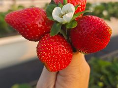 -尚果生态采摘园