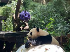-广州长隆野生动物世界