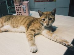 -新记餐厅(香槟大厦店)