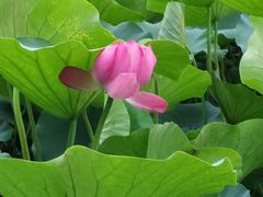 -莲花池公园