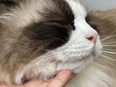 -青奢宠物·青奢猫舍