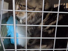 -艾贝尔宠物医院·24H转诊中心·肿瘤猫专科(江宁双龙店)