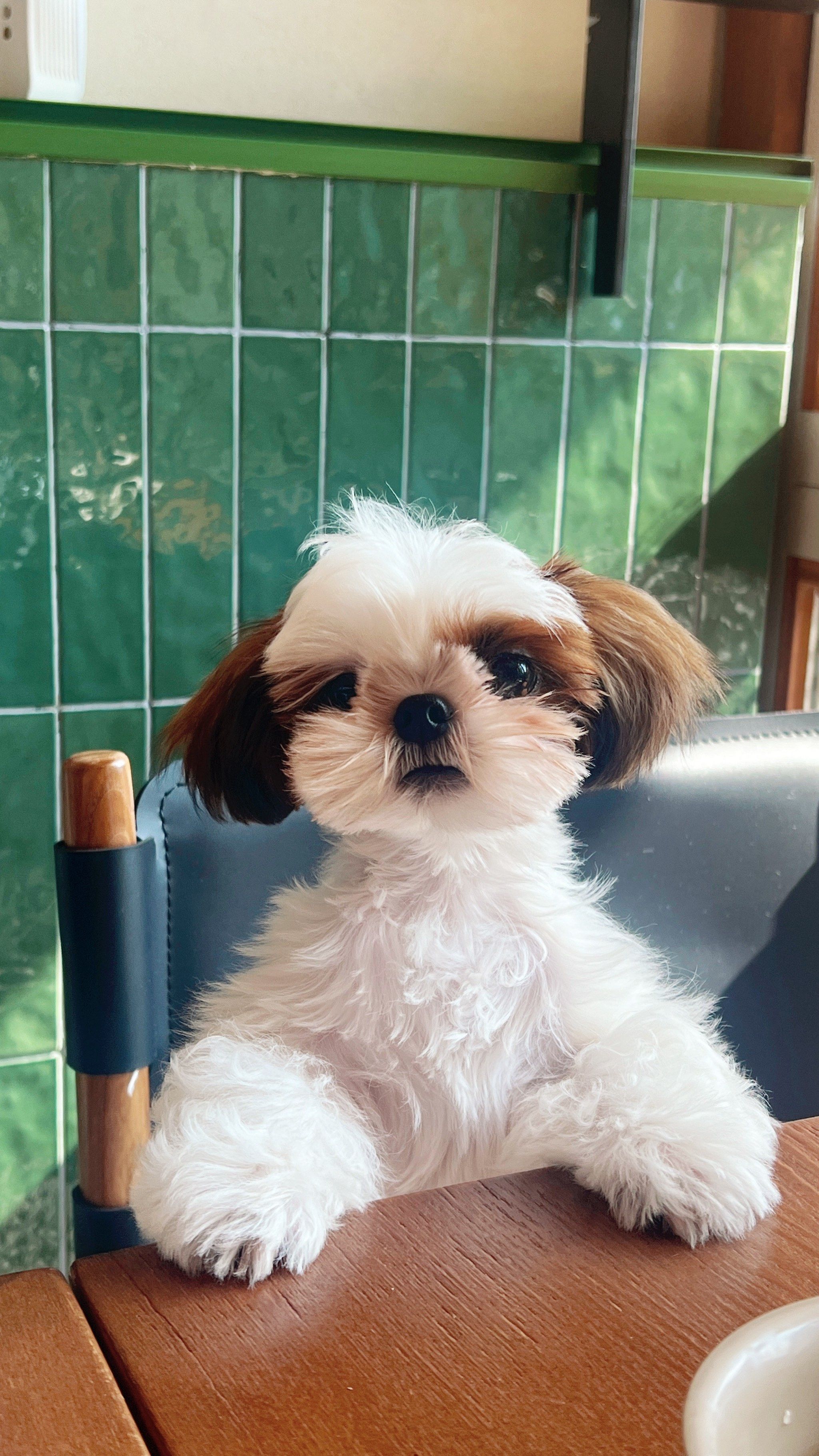 我家萌宠的新造型