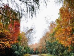 -上海海湾国家森林公园