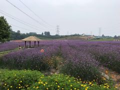 -紫颐香薰山谷景区