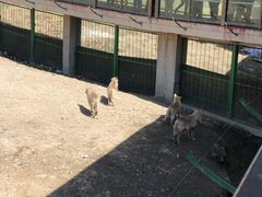 -新疆天山野生动物园