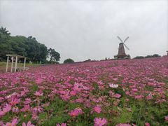 -大塘金香草谷