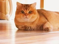 -东方名猫馆·英短金渐层布偶猫舍(环线广场1号楼店)