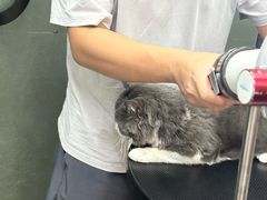 -PETKIT小佩宠物·低压洗护(国顺东路店)