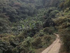 -黄埔油麻山森林公园
