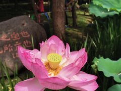 -陈家山荷花公园