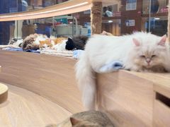 -米乐乖乖猫咪咖啡馆·猫咖(深圳湾后海汇店)