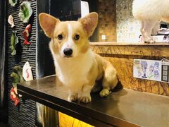 -more than meow吴止猫主题餐厅(承德 中船汇店)