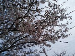 -高东镇樱花园