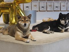 -柴务处·柴犬主题狗咖