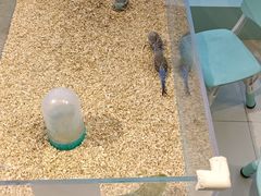 -怪兽屋·羊驼·猫咖·狗咖(俊华广场店)