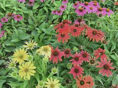 -贵阳市花溪国家城市湿地公园