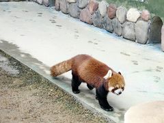 -栾川竹海野生动物园