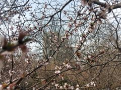 -桃花堤公园