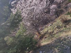-芦芽山旅游度假区