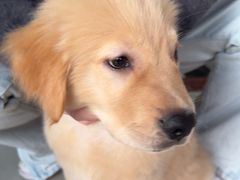 -乐琪宠物医院·犬猫专科·骨外科·急重症