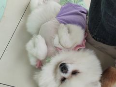 -怪兽屋·羊驼·猫咖·狗咖(俊华广场店)