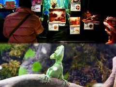 -正佳雨林生态植物园