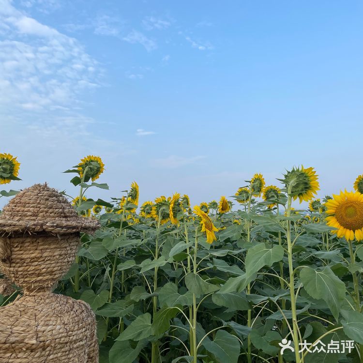 比姚明高的向日葵🌻花海