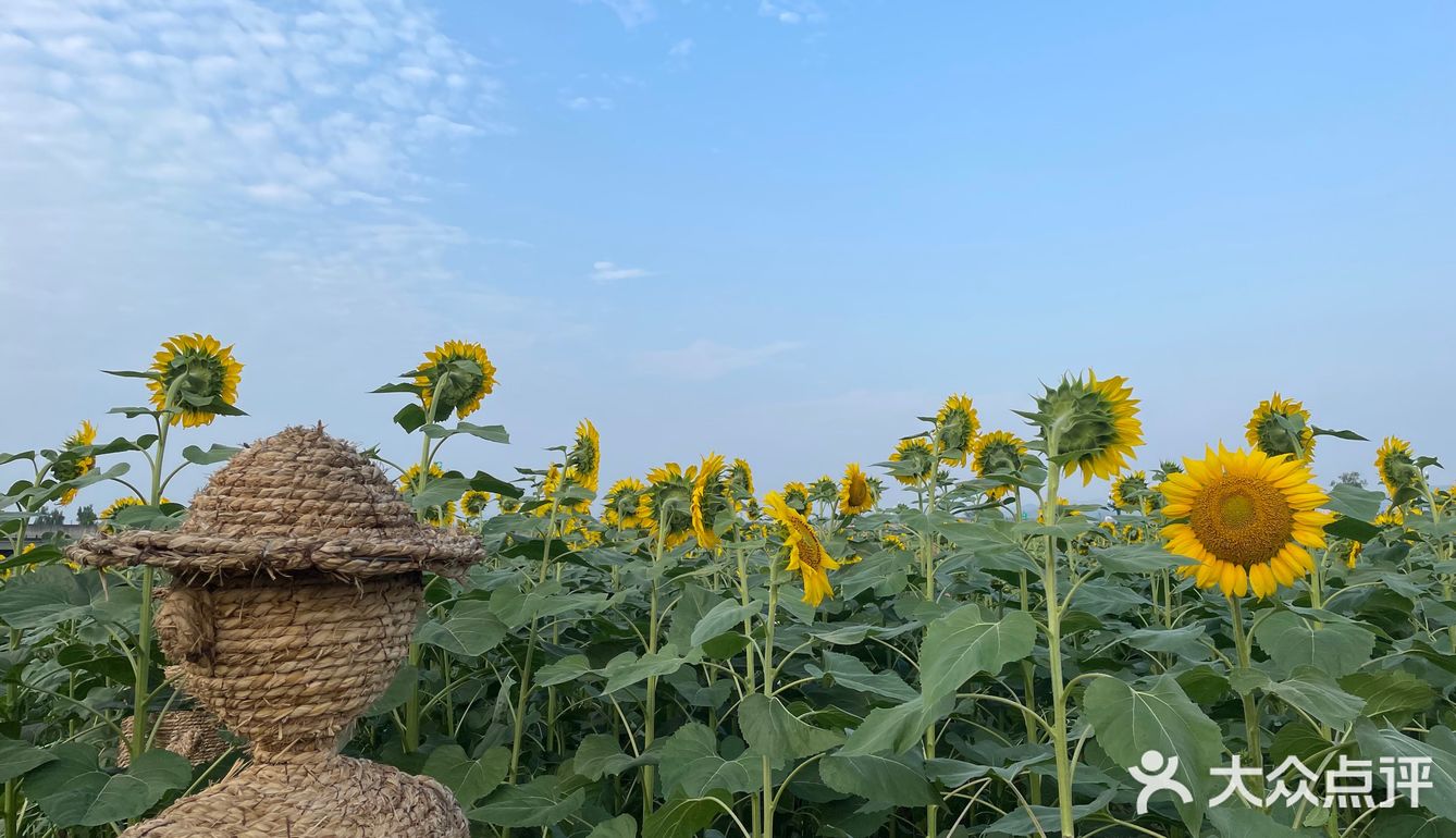 比姚明高的向日葵🌻花海