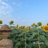 比姚明高的向日葵🌻花海