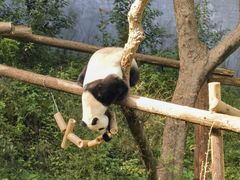 -红山森林动物园