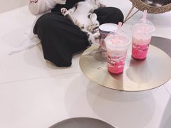 -飞行喵MR PILOT|猫舍·猫咖(静安大融城店)