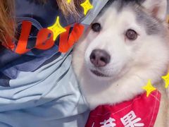 -Husky Go! 哈士奇体验馆·宠物咖啡厅狗咖