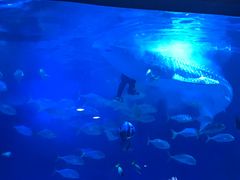 -烟台海昌鲸鲨海洋公园