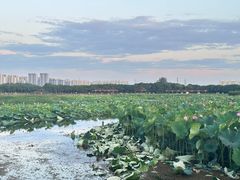 -荷塘月色湿地公园·向阳花洲