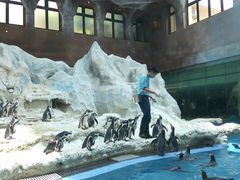 -帝企鹅自助餐厅•儿童岛•真企鹅(长隆企鹅酒店)