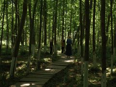 -桤木河湿地公园