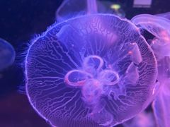 -欢乐海岸海洋奇梦馆