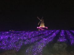 -大塘金香草谷