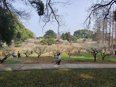 -东湖磨山景区樱花园-停车场