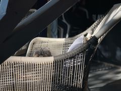 -喵屿·大理花园猫咖