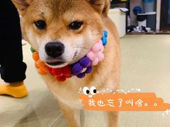 -逗柴咖啡屋·狗咖猫咖宠物桌游