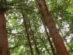 -白水寺森林公园