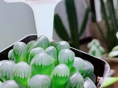 -The Green Party(嘉里中心店)