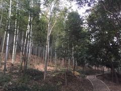 -上海佘山国家森林公园天马山园