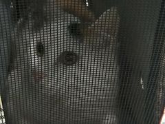 -伟伟宠物医院·CT影像中心·瑞派犬猫综合性门诊(汉口总院)